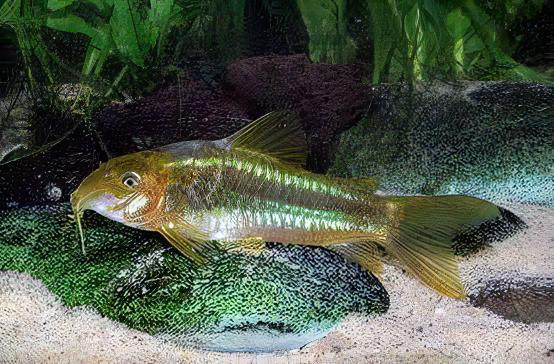 Green Laser Corydoras SP CW009 3cm Catfish.