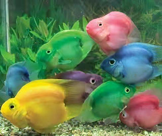 Red Parrot Fish Hybrid Amphilophus citrinellus × Vieja melanurus 5cm.