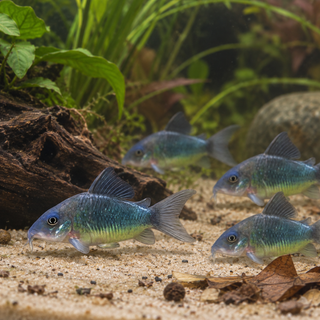 Green Emerald Corydoras 