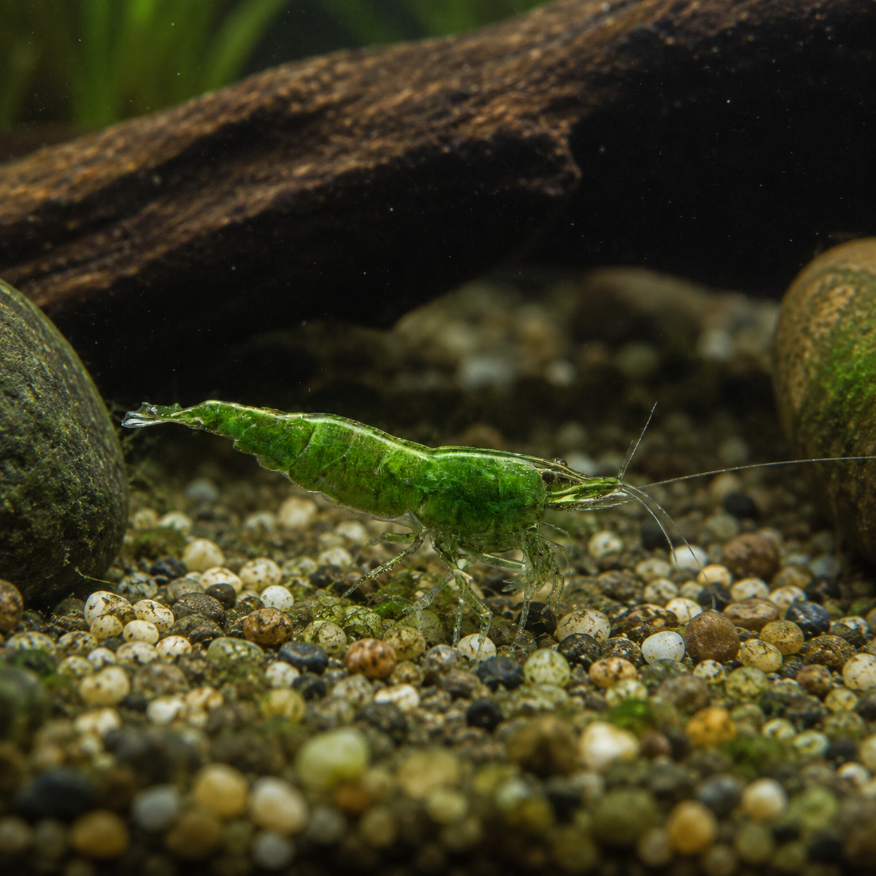 Green Shrimp Neocaridina 