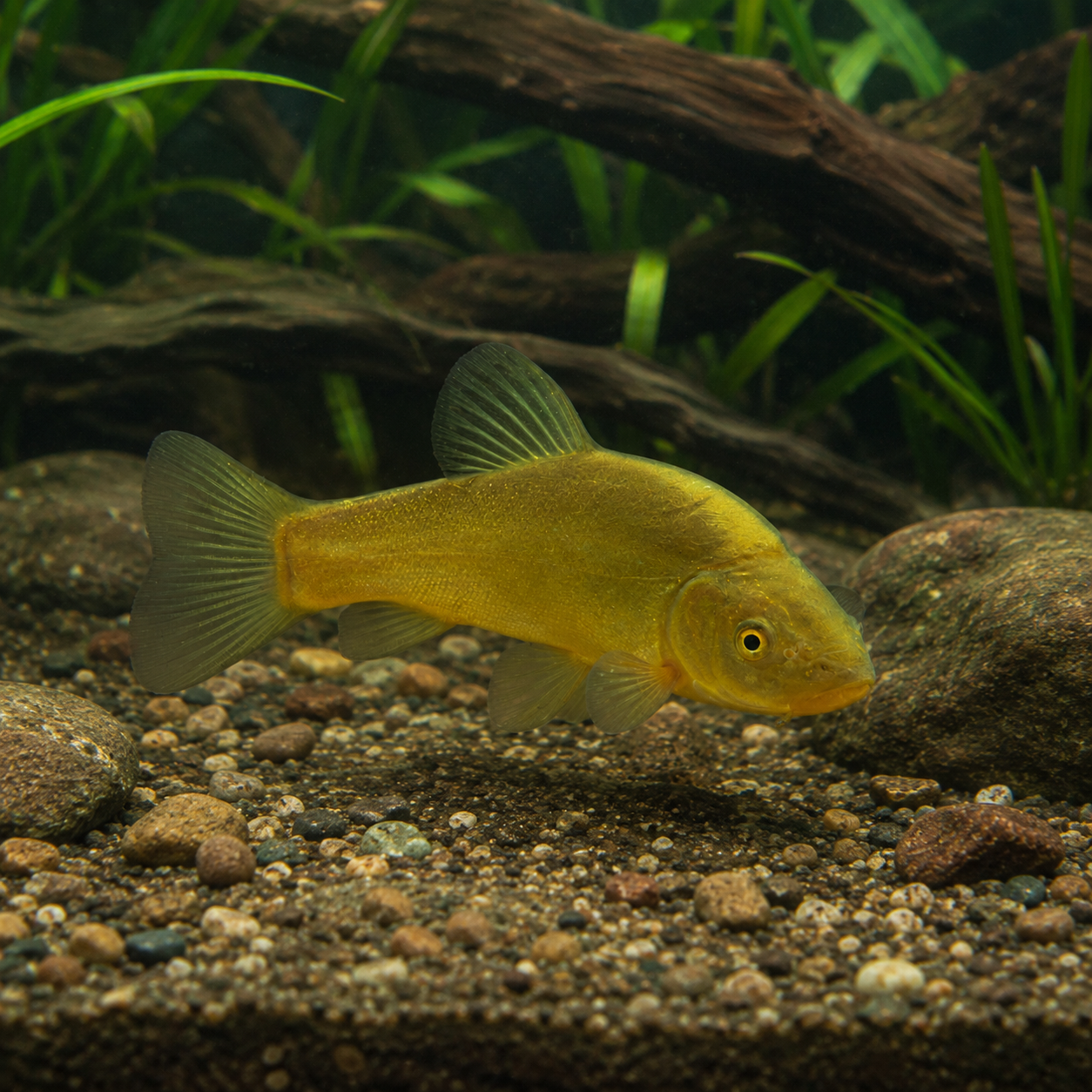 Green Tench Doctor Fish