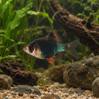Green Tiger Barb Puntius Tetrazona