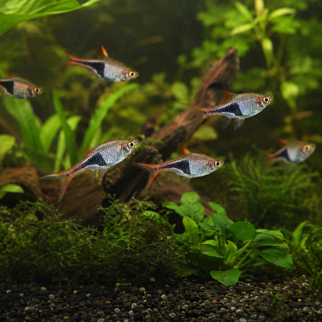 Harlequin Rasboras in a Lush Planted Aquarium.png