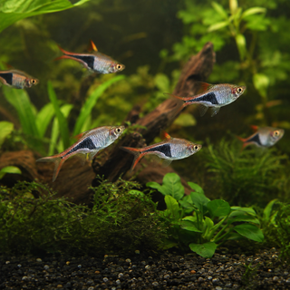 Harlequin Rasboras in a Lush Planted Aquarium.png