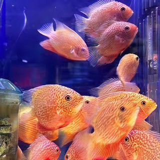 Red Spotted Gold Severum Cichlid Heros Efasciatus 5cm.