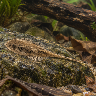 Hillstream Loach Hong Kong