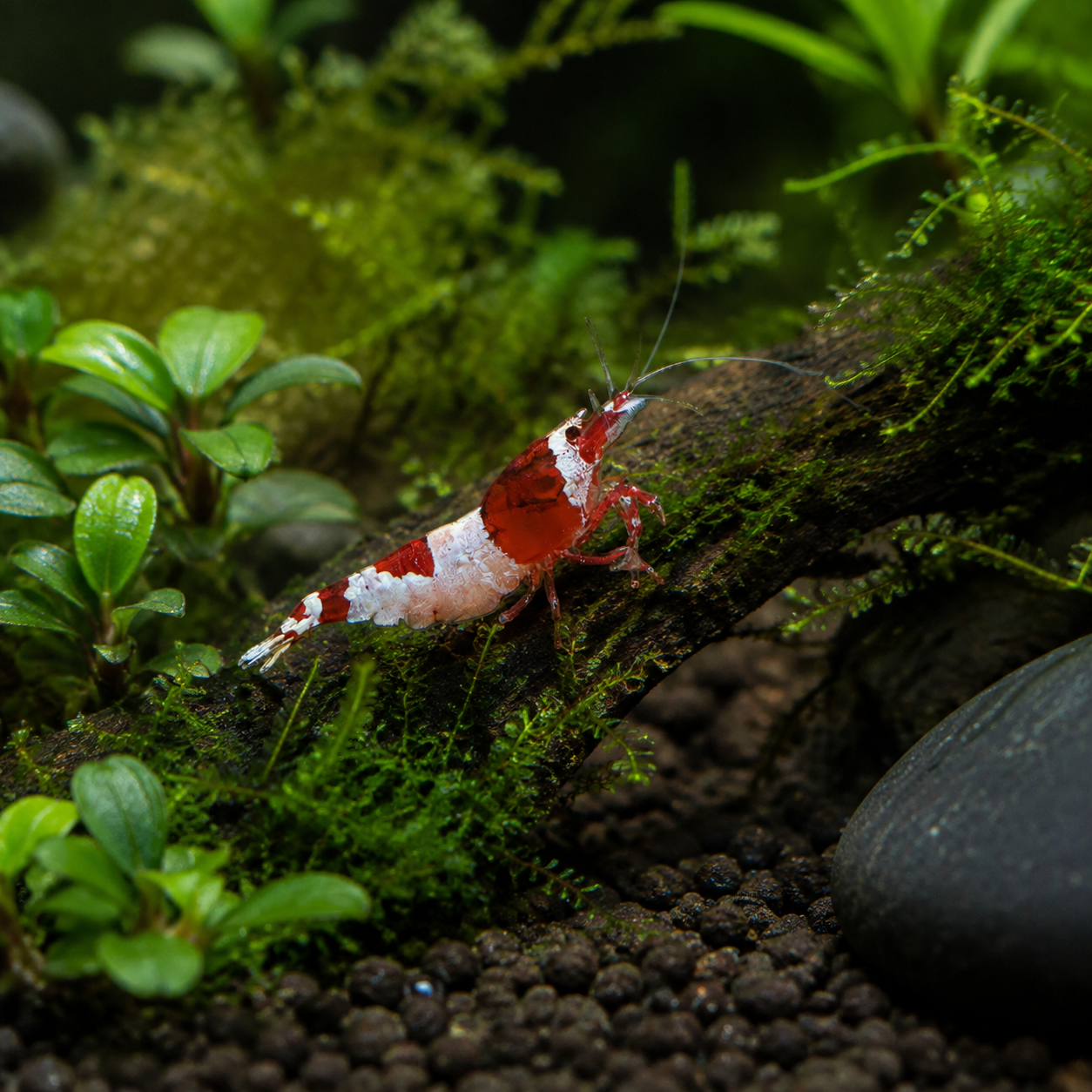 Hinomaru Shrimp Grazing on Moss