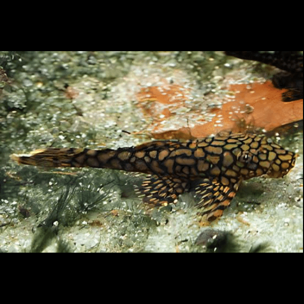 Honeycomb Bristlenose Ancistrus Wabenmuster 3cm.