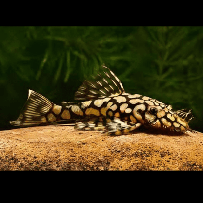 Honeycomb Bristlenose Ancistrus Wabenmuster 3cm.