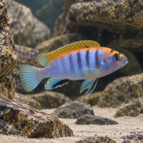 Hongi Red Top Malawi African Cichlid