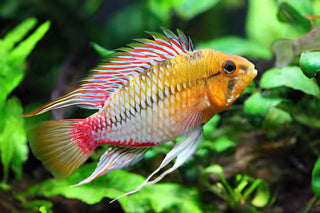 Apistogramma Hongsloi 3cm.