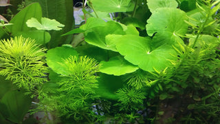 Hydrocotyle leucocephala