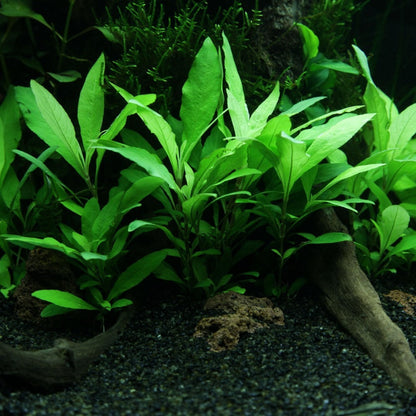 Hygrophila angustifolia