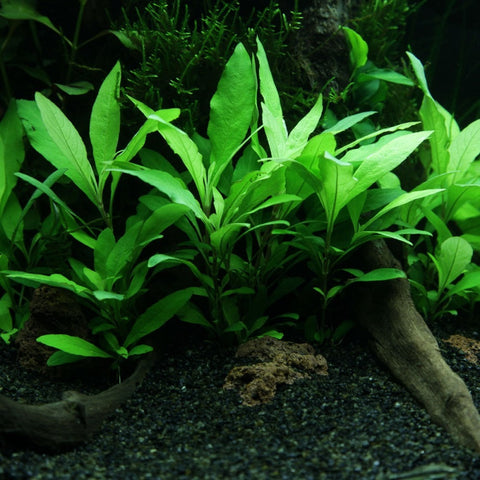 Hygrophila angustifolia