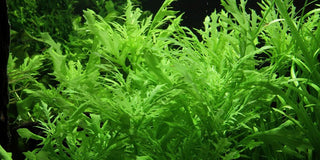Hygrophila difformis