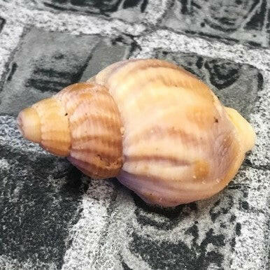 Hermit Crab Shell 2cm - 3cm.