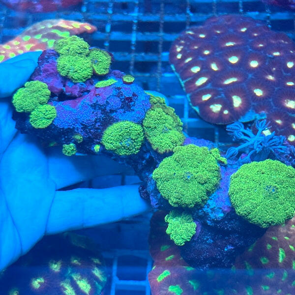 WYSIWYG 99 Fluoro Green Mushroom Colony