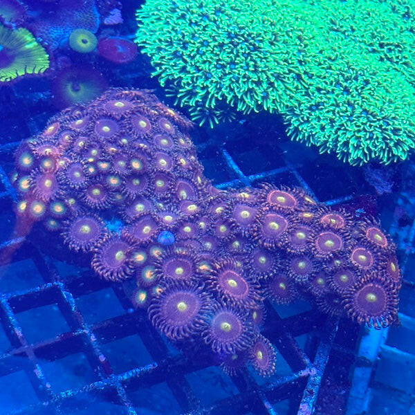 WYSIWYG 147 Wild Zoa Colony