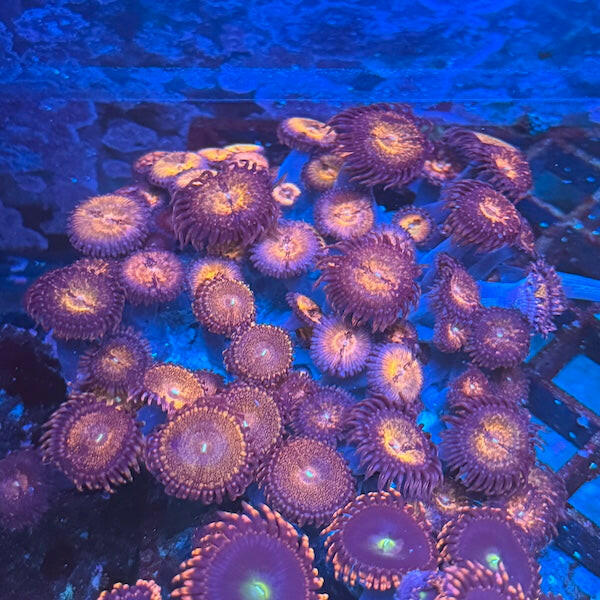 WYSIWYG 97 Zoa Garden