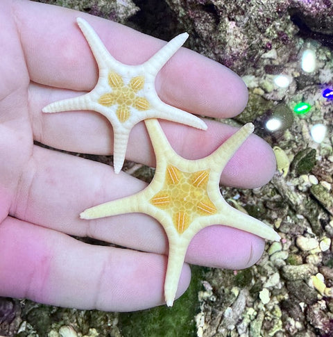 Double Starfish