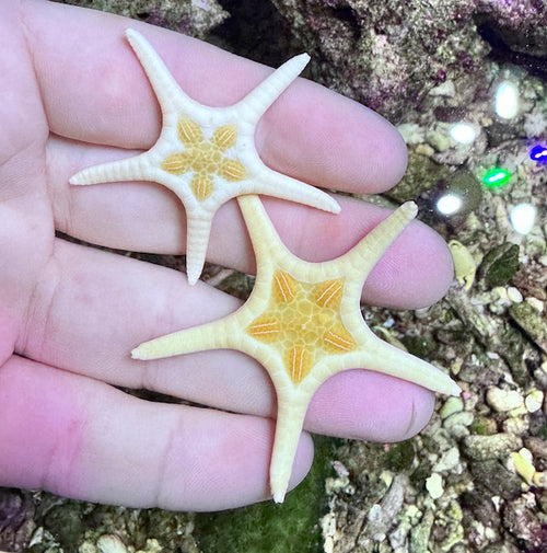 Double Starfish