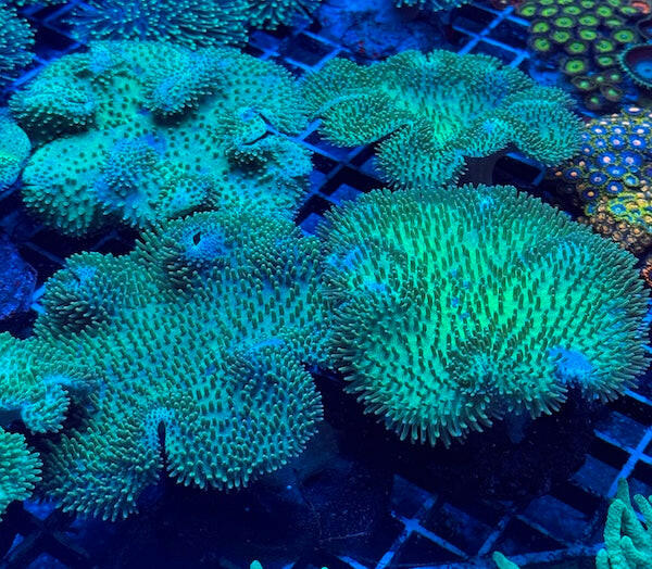 Soft Coral Colony Pack