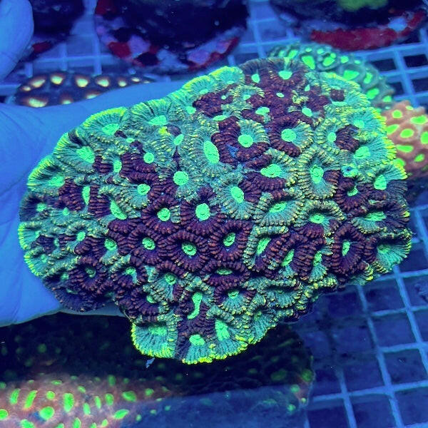 WYSIWYG 54 Green Rim Favia Colony