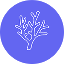 Corals