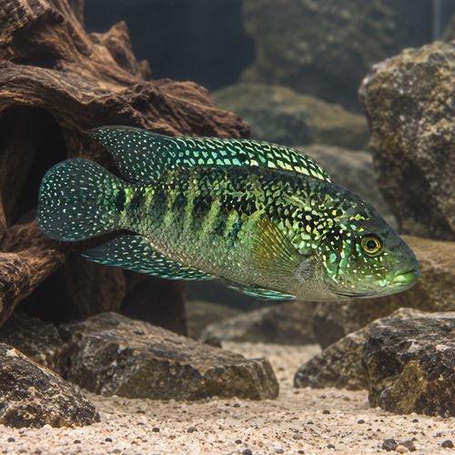 Jack Dempsey Cichlid
