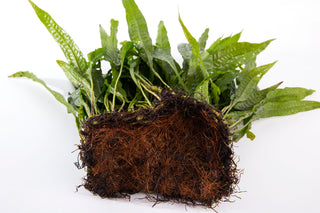 Microsorum pteropus