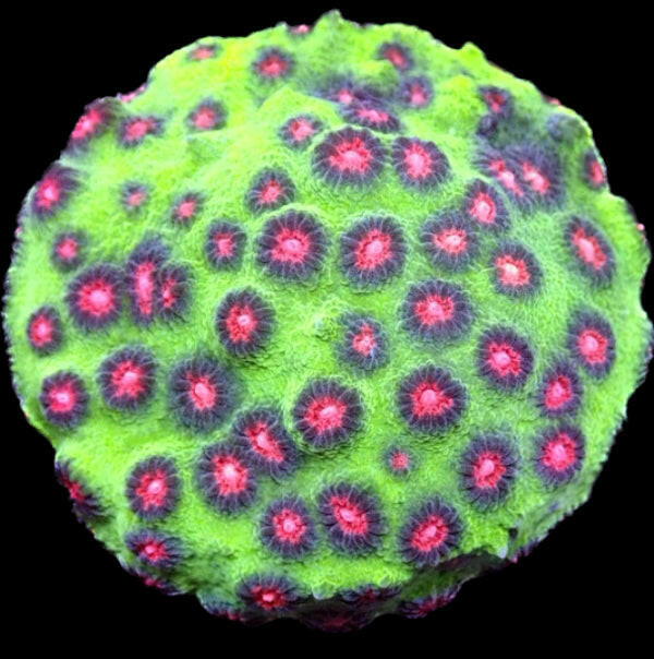 Jingle Bells Cyphastrea Frag.