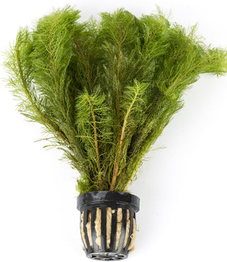 Myriophyllum scabratum