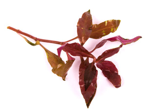 Alternanthera cardinalis