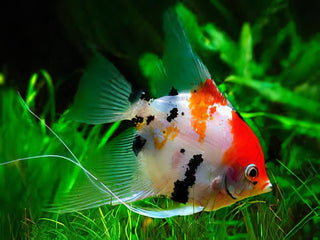 Koi Angelfish Pterophyllum Scalare.