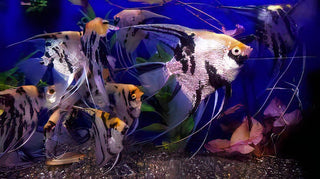 Koi Angelfish Pterophyllum Scalare.