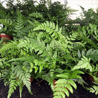 Korean Rock Fern (Polystichum tsus-simense)