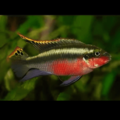 Kribensis Super Red Cichlid Pelvicachromis Pulcher 4cm.