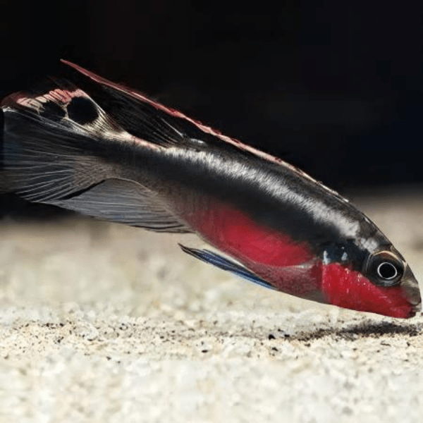 Kribensis Super Red Cichlid Pelvicachromis Pulcher 4cm.