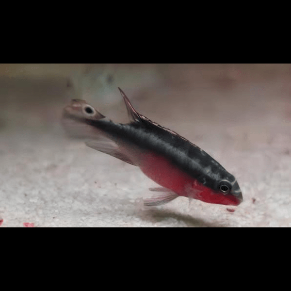 Kribensis Super Red Cichlid Pelvicachromis Pulcher 4cm.