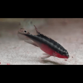 Kribensis Super Red Cichlid Pelvicachromis Pulcher 4cm.