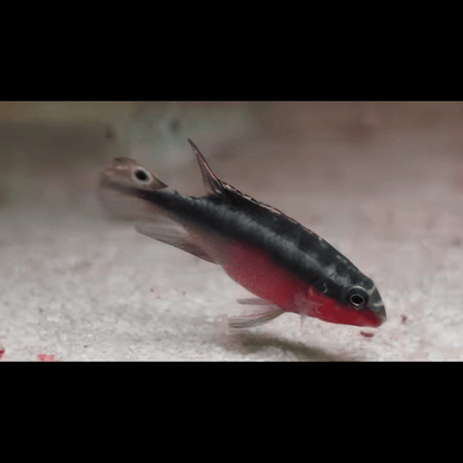 Kribensis Super Red Cichlid Pelvicachromis Pulcher 4cm.