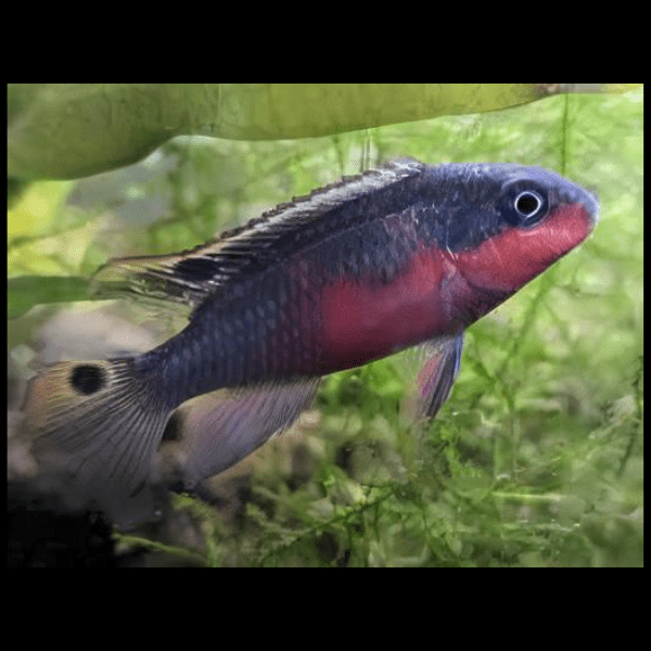 Kribensis Super Red Cichlid Pelvicachromis Pulcher 4cm.
