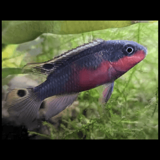 Kribensis Super Red Cichlid Pelvicachromis Pulcher 4cm.