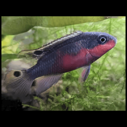 Kribensis Super Red Cichlid Pelvicachromis Pulcher 4cm.