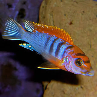 Labidochromis Hongi Sweden Malawi African Cichlid Small 2 Inches.