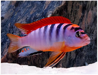 Labidochromis Hongi Sweden Malawi African Cichlid Small 2 Inches.
