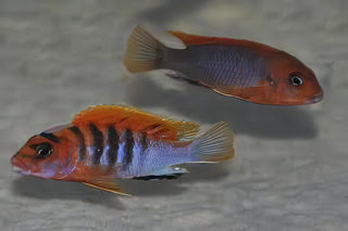 Labidochromis Hongi Sweden Malawi African Cichlid Small 2 Inches.