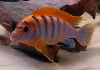Labidochromis Hongi Sweden Malawi African Cichlid Small 2 Inches.