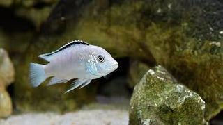 Labidochromis White Tanzanian Malawi African Cichlid Small 2 Inches.
