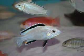 Labidochromis White Tanzanian Malawi African Cichlid Small 2 Inches.